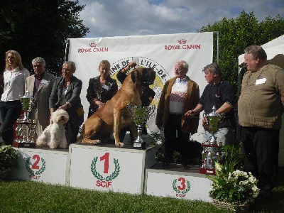 Des geants de becquigny - ELRICK DES GEANTS DE BECQUIGNY MEILLEUR CHIEN DE L EXPO DE L ISLE ADAM