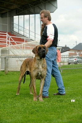 Des geants de becquigny - FALINKA DES GEANTS DE BECQUIGNY CHAMPION DU LUXEMBOURG