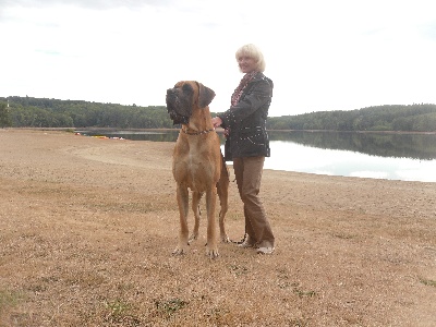 Des geants de becquigny - ELRICK DES GEANTS DE BECQUIGNY CHAMPION DU DOGGEN CLUB DE FRANCE