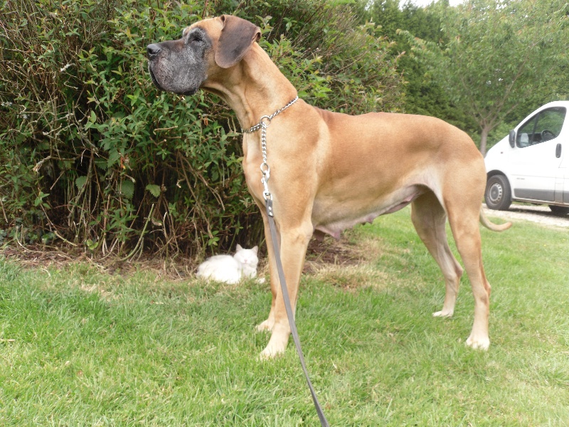 Balina Des geants de becquigny