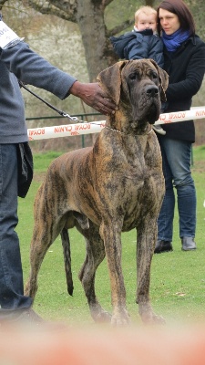 GLOVER DES GEANTS DE BECQUIGNY MEILLEUR DOGUE