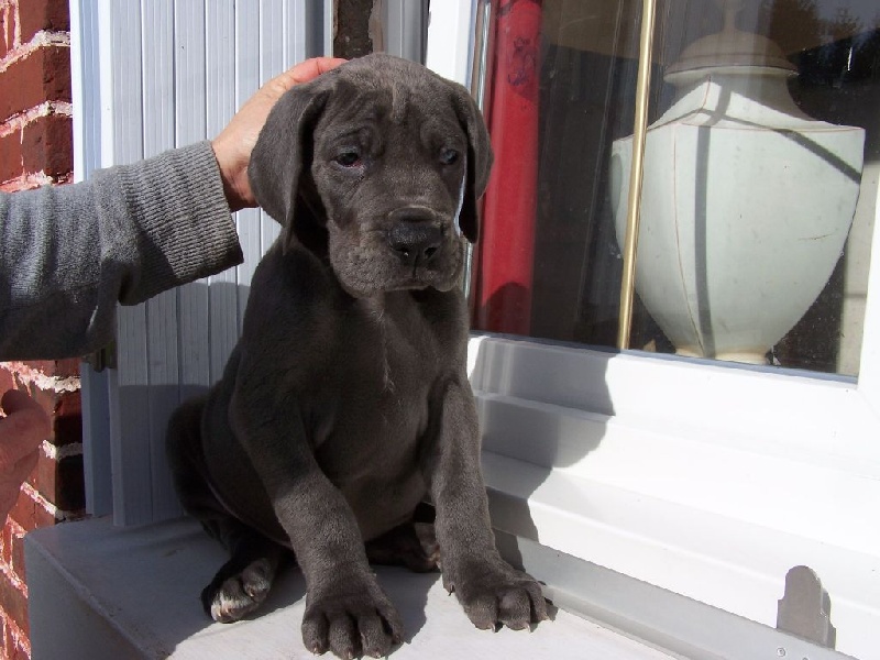 Des geants de becquigny - Chiots disponibles - Dogue allemand